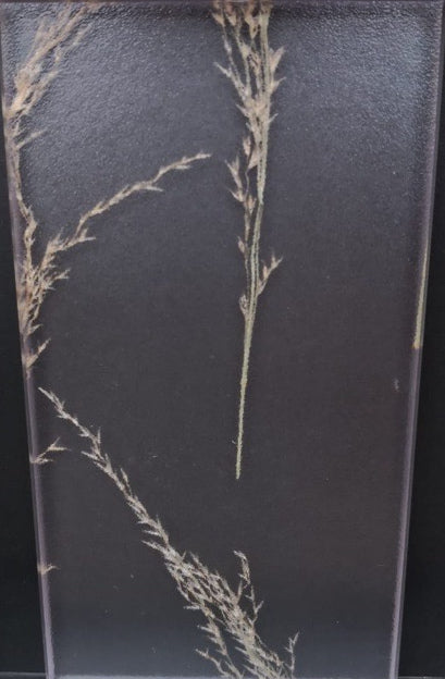 Decorative Screening Panels - Ryegrass